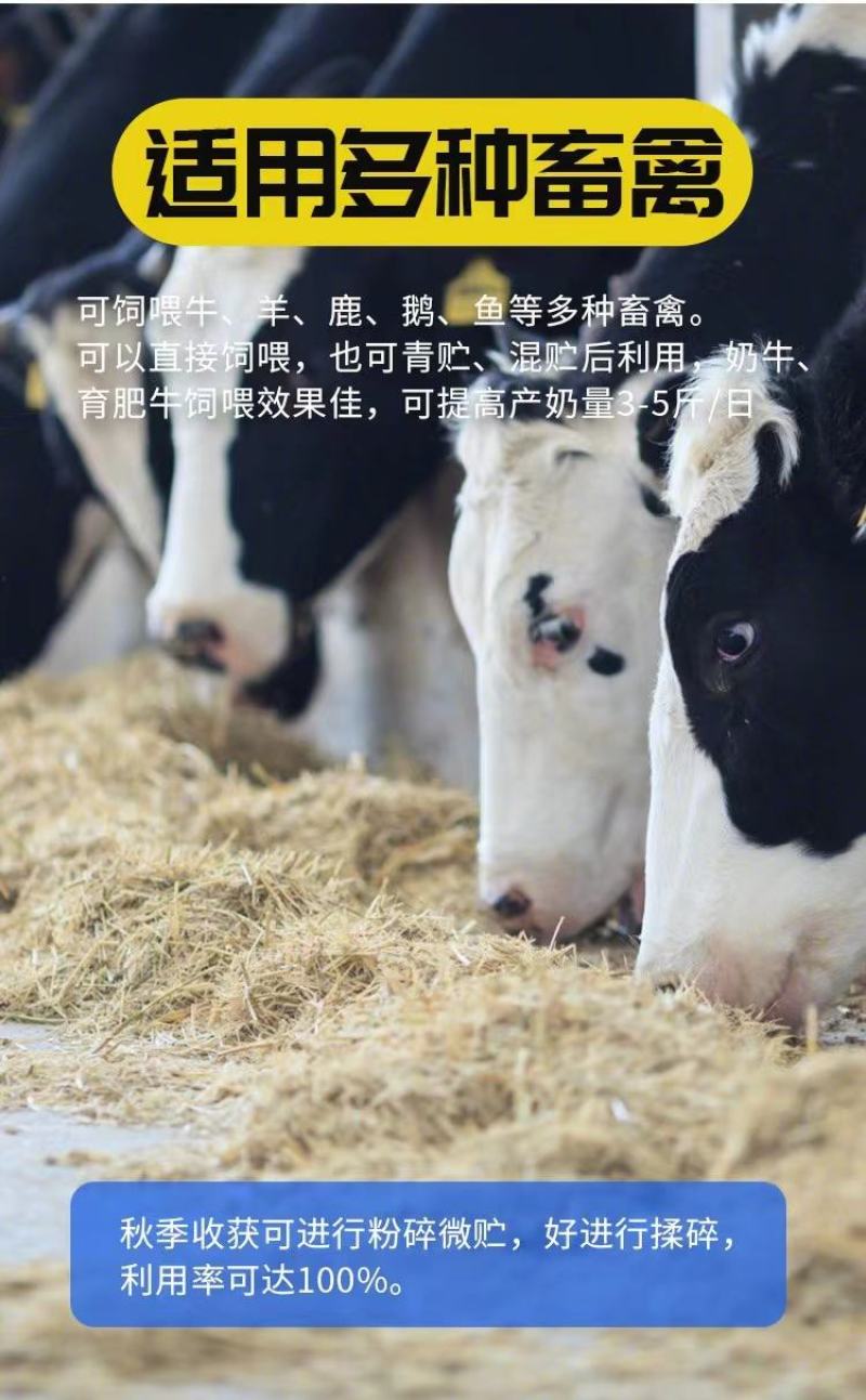 大力士饲用甜高粱牛羊鹅鱼高产牧草青贮种子饲用甜高粱种子