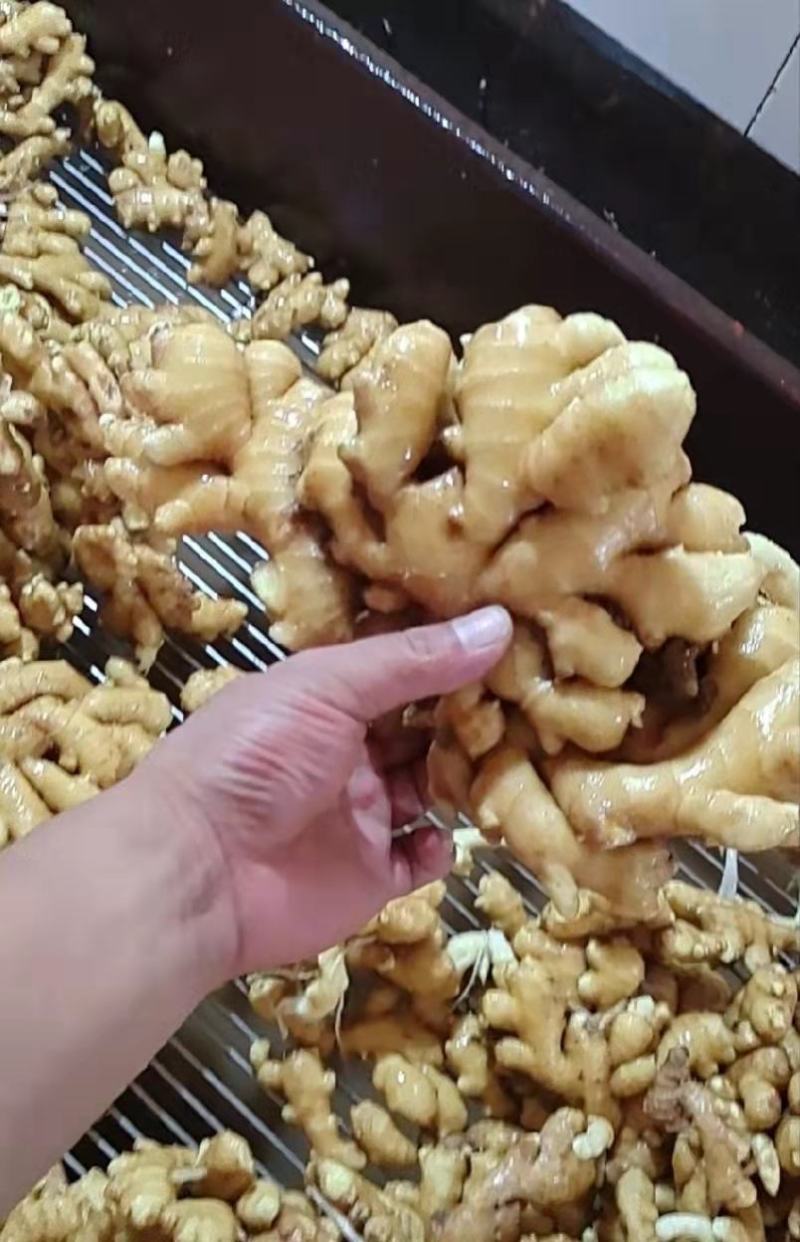 姜种368高产王，大黄姜种二黄姜种提供技术指导，全国发货