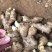 姜种368高产王，大黄姜种二黄姜种提供技术指导，全国发货