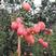 石榴树苗新品种突尼斯黑籽特大果南北方种植果树批发
