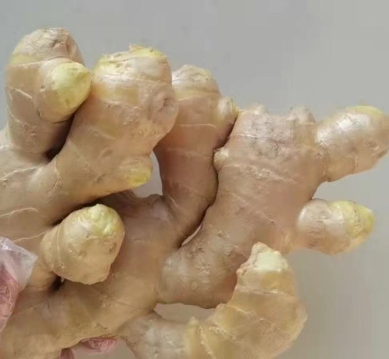 生姜，姜种大量现货，郑重承诺保质保证全国发货