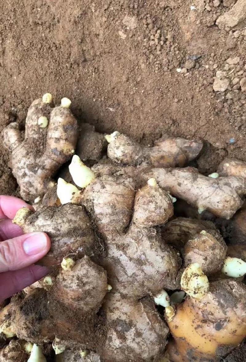 生姜，姜种大量现货，郑重承诺保质保证全国发货