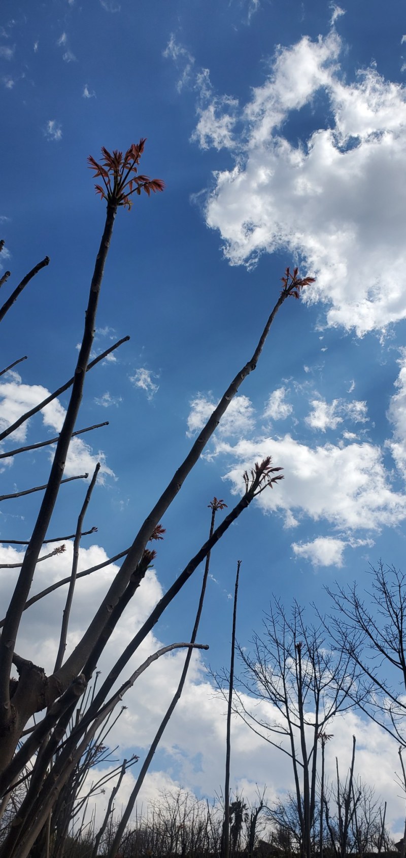 香椿芽四川云南重庆全国几小时到货全年有货