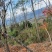 香椿芽四川云南重庆全国几小时到货全年有货