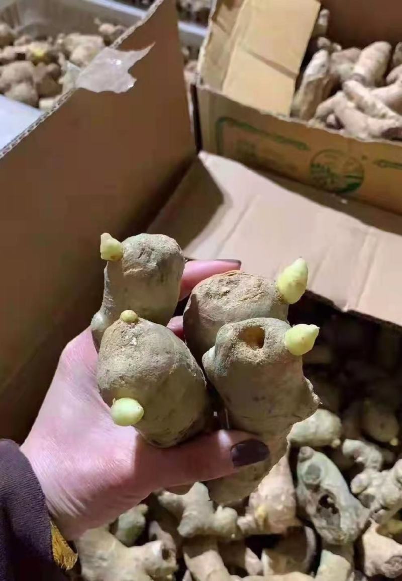 胖孩，山农一号等姜种，大量现货供应全国批发