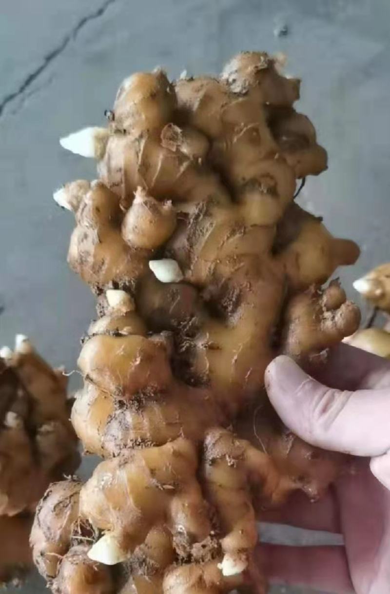 胖孩，山农一号等姜种，大量现货供应全国批发