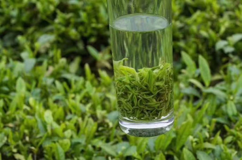一两黄金一两茶保靖黄金茶大量有货品质保证欢迎老板电话联系
