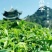 一两黄金一两茶保靖黄金茶大量有货品质保证欢迎老板电话联系