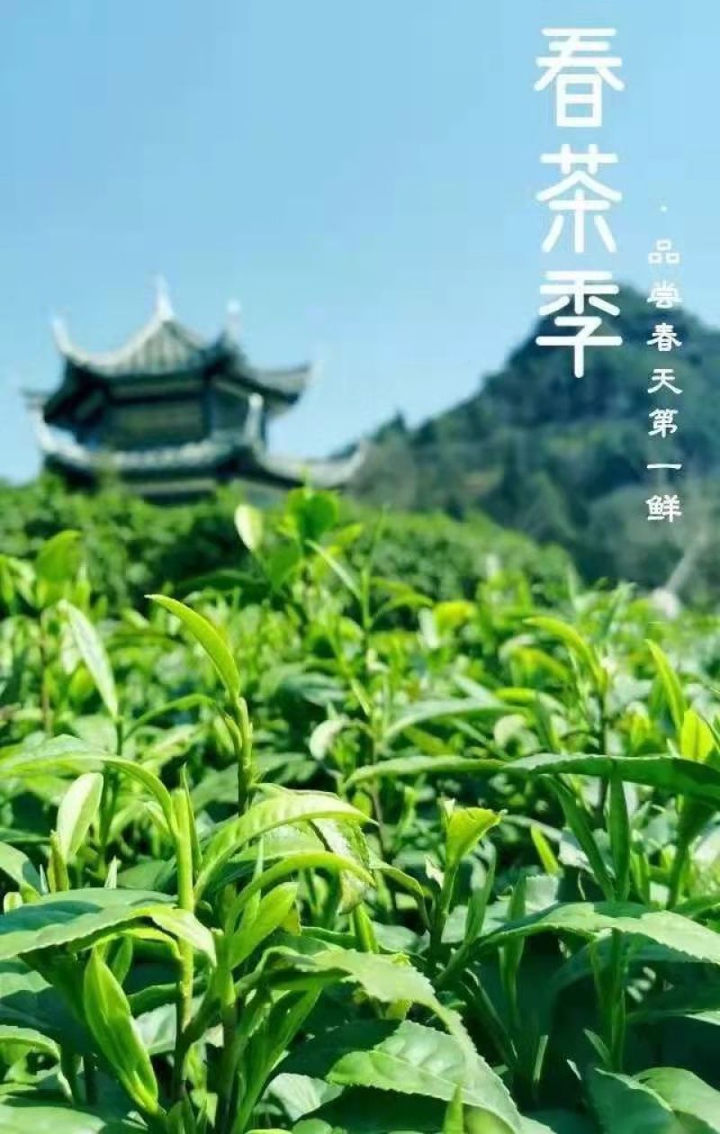 一两黄金一两茶保靖黄金茶大量有货品质保证欢迎老板电话联系