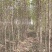 0.4—0.6-0.7—1-2—5的刺槐大量出售欢迎合作