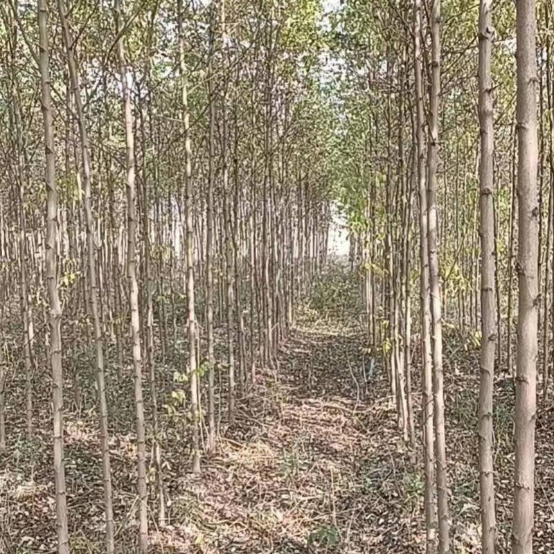 0.4—0.6-0.7—1-2—5的刺槐大量出售欢迎合作