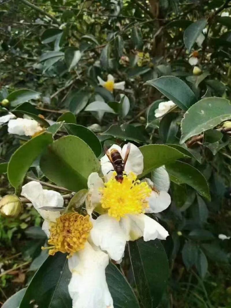 一级靓货农家野山茶籽油食用茶油无添加婴儿护肤月子油