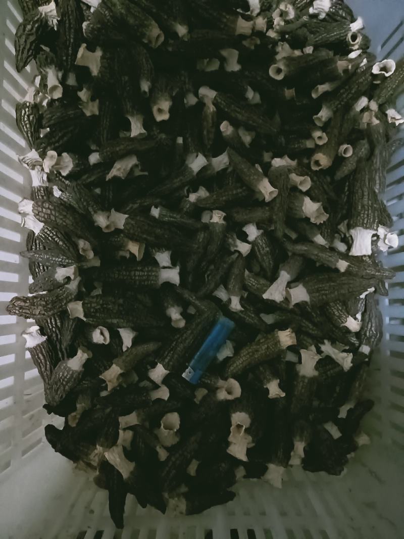 羊肚菌