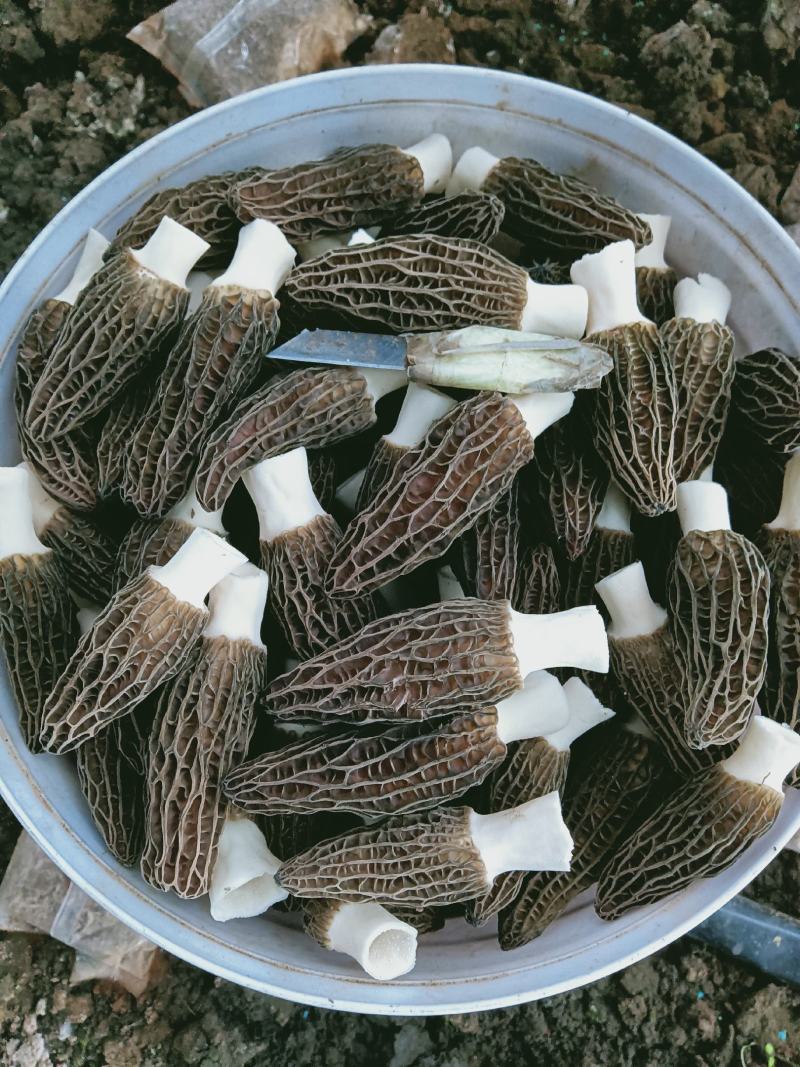 羊肚菌