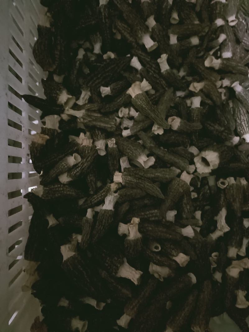 羊肚菌
