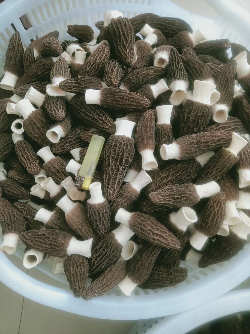 羊肚菌