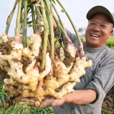 【368高产姜种】脱毒姜种催芽姜种坏烂包赔全国发货