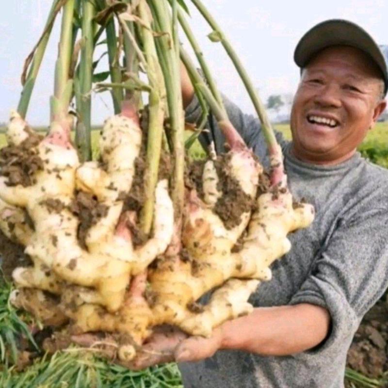 【368高产姜种】脱毒姜种催芽姜种坏烂包赔全国发货