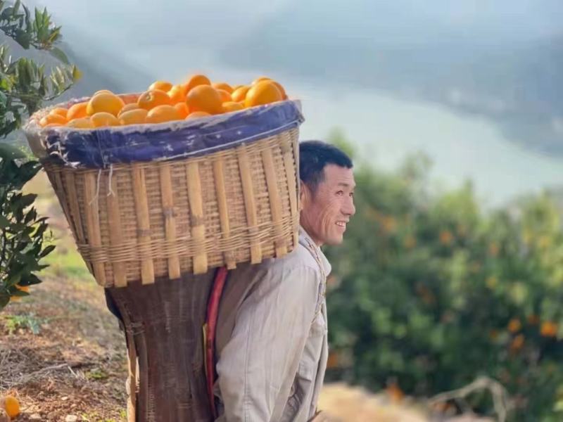中华红橙血橙伦晚纽荷尔甜橙电商社团商超市场