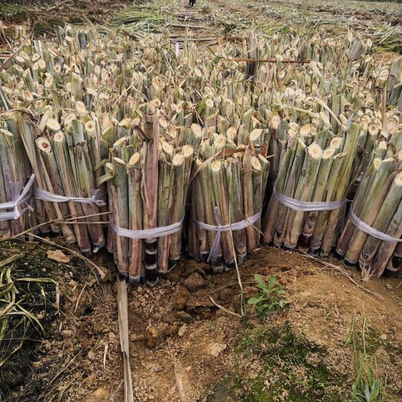 《畅销》黑皮甘蔗种苗，**品种脱毒苗，大灰种和脱毒黄皮苗