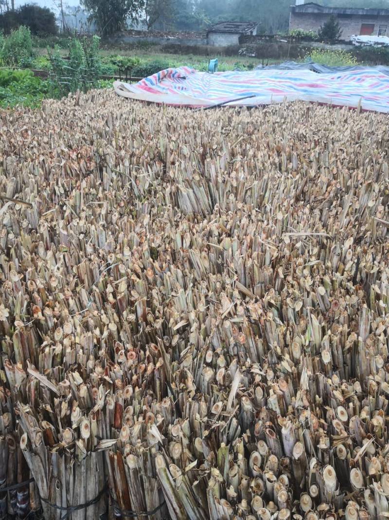《畅销》黑皮甘蔗种苗，**品种脱毒苗，大灰种和脱毒黄皮苗
