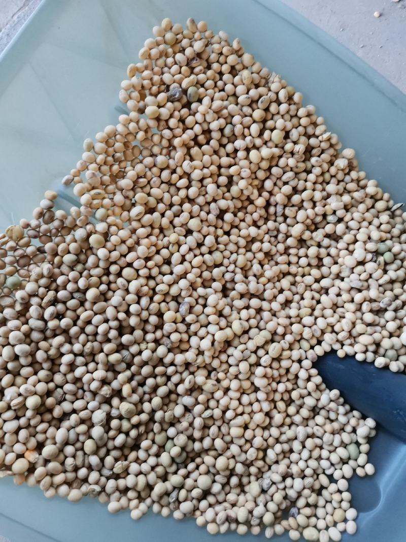 安徽高蛋白大豆，豆腐之类