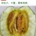 黑皮面香瓜种子200粒