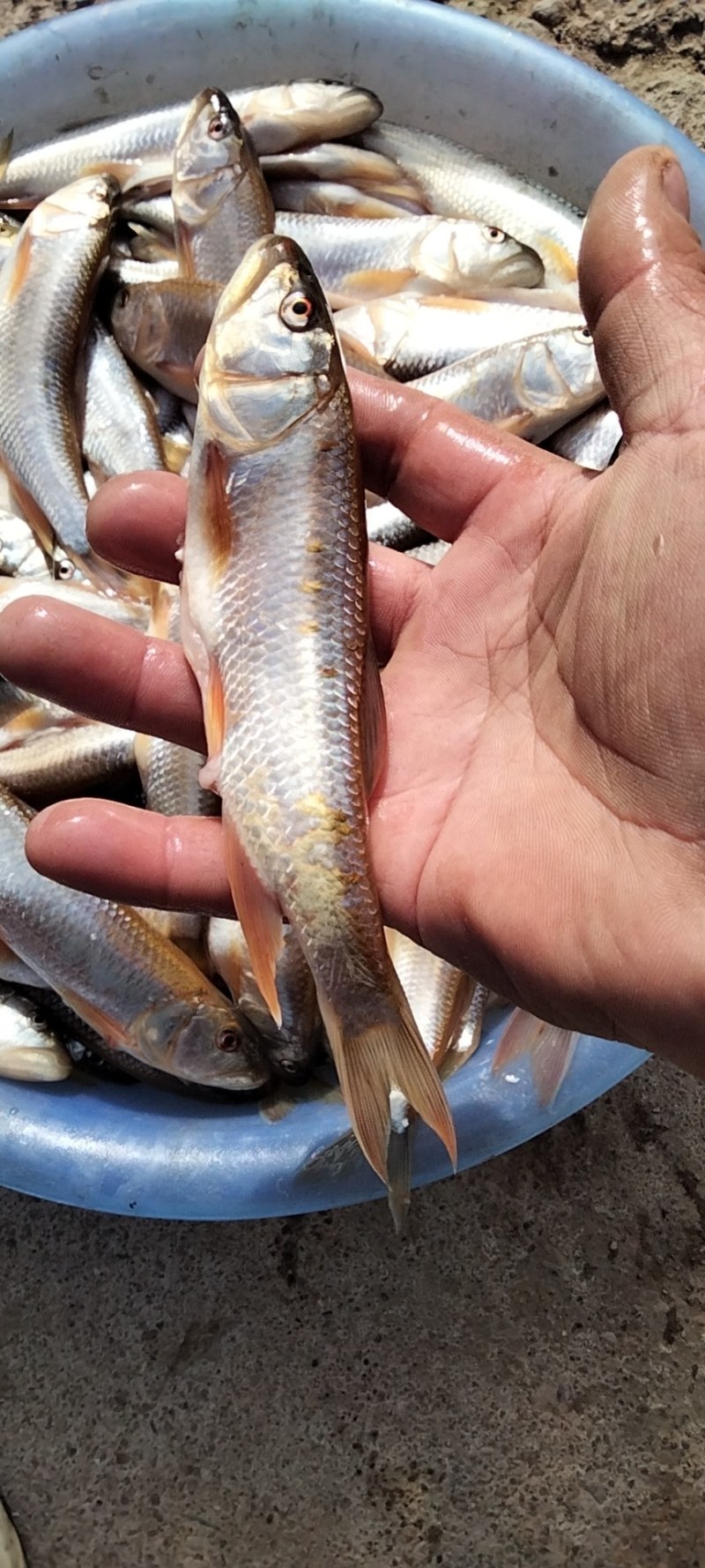 大嘴白鱼小嘴白鱼