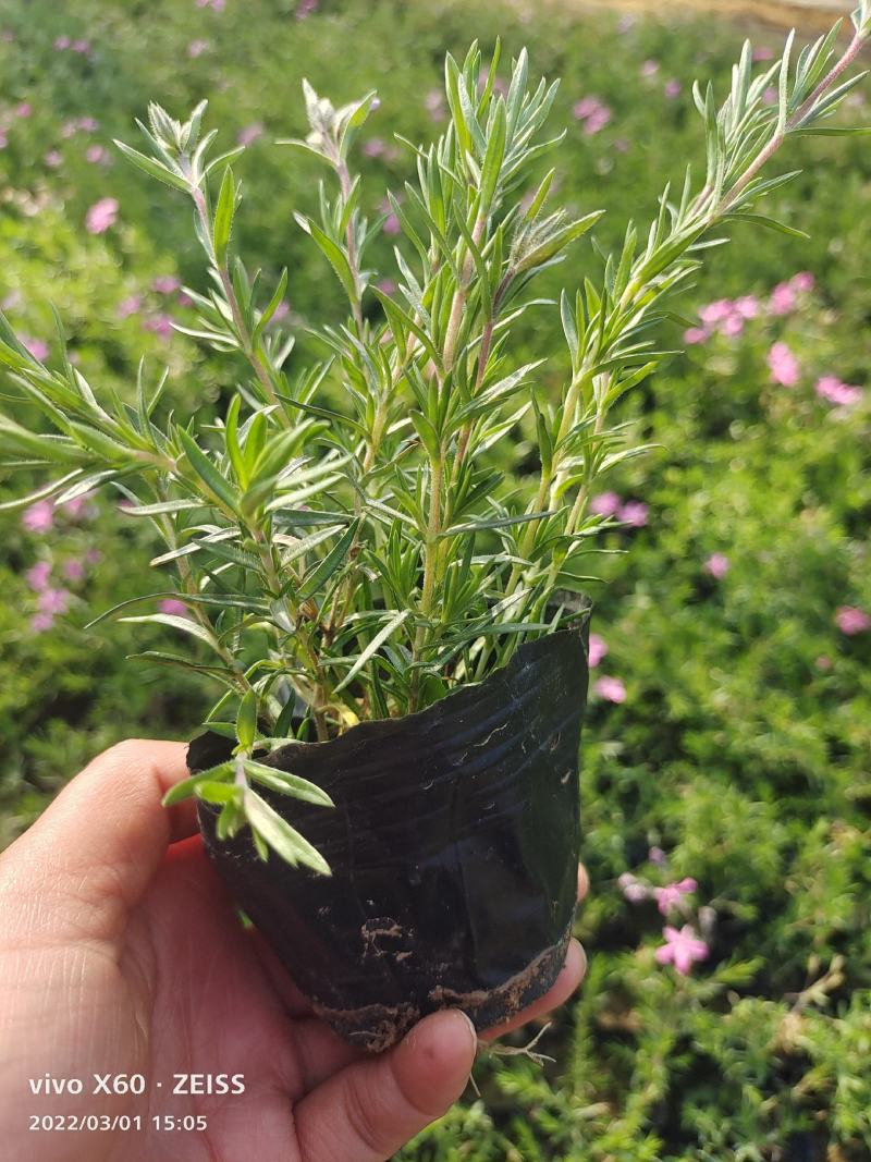 芝樱花丛生福禄考基地直供货源充足诚信经营
