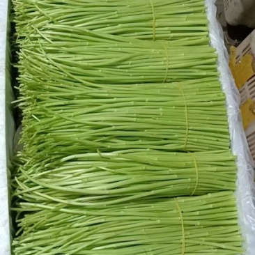 芦篙黎蒿千亩芦蒿种植基地