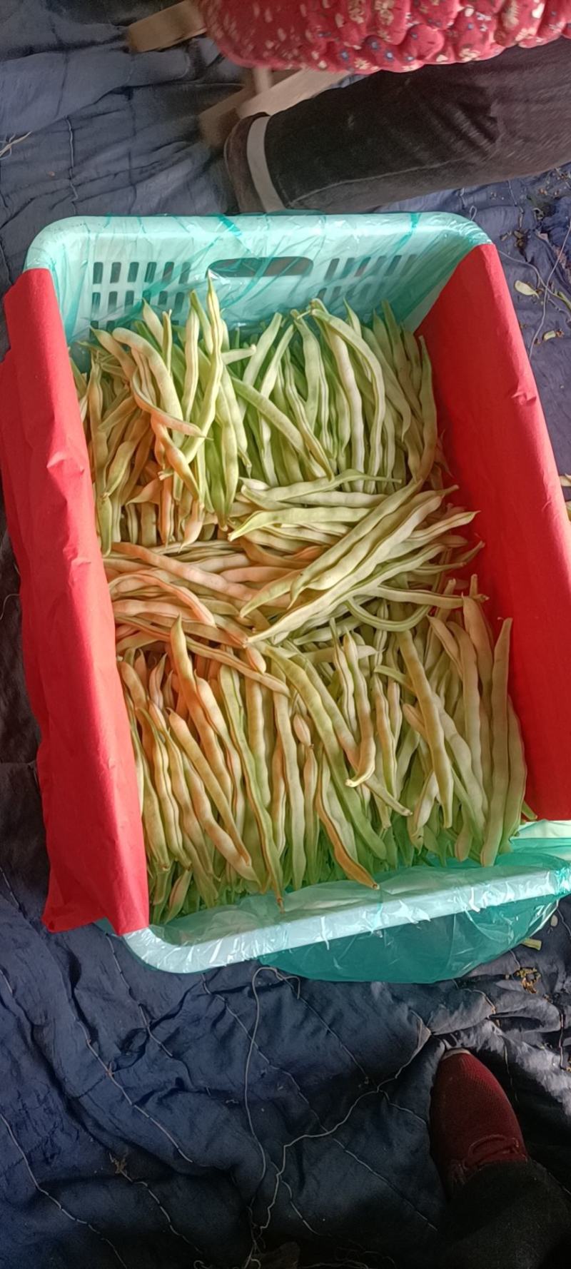 白不老芸豆，九粒芸豆大量上市欢迎来订购，