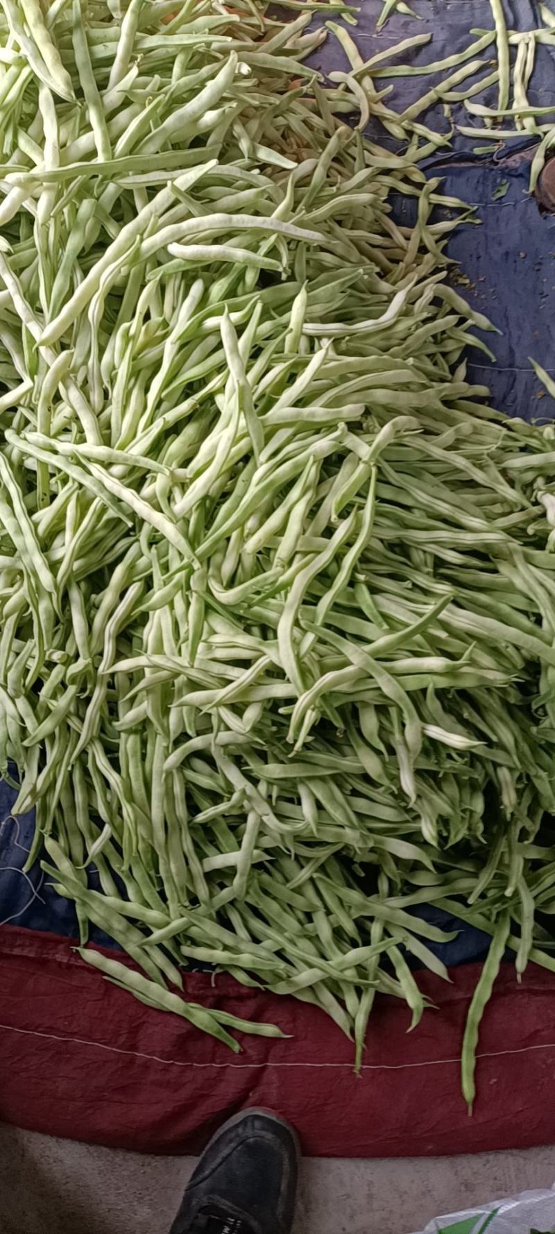 白不老芸豆，九粒芸豆大量上市欢迎来订购，