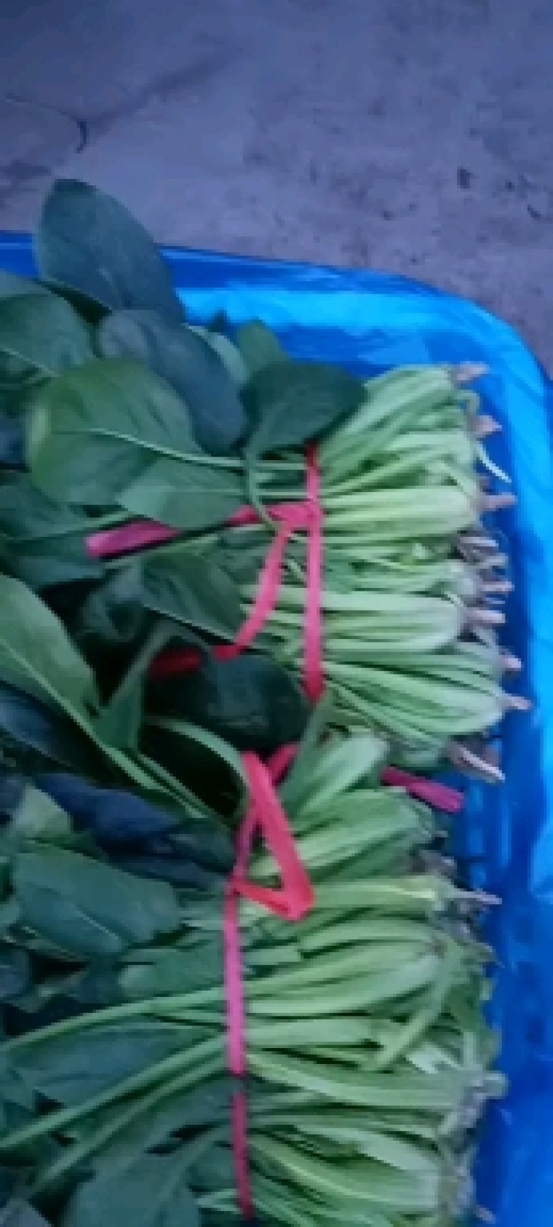 精品河北香菜大量上市，产地直供欢迎咨询选购