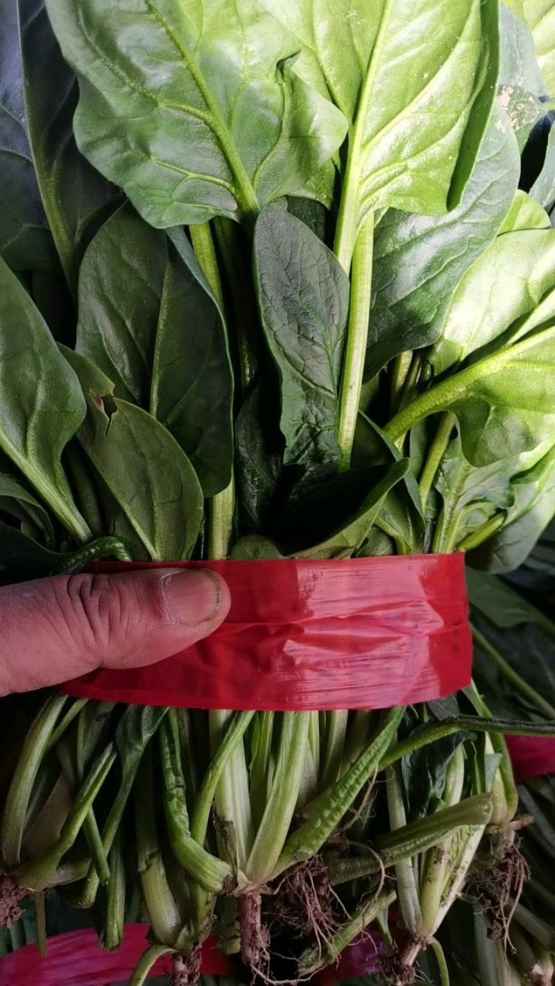 精品河北香菜大量上市，产地直供欢迎咨询选购