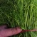 精品河北香菜大量上市，产地直供欢迎咨询选购