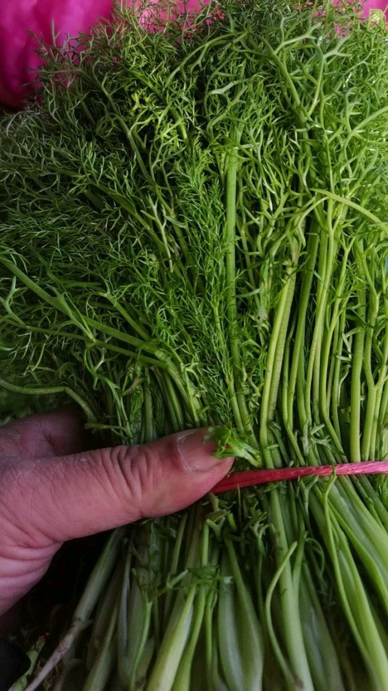 精品河北香菜大量上市，产地直供欢迎咨询选购