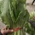 精品河北香菜大量上市，产地直供欢迎咨询选购