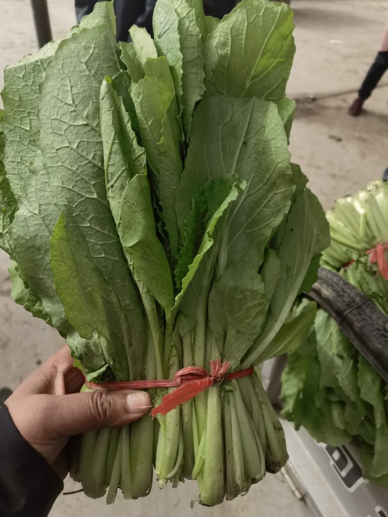 精品河北香菜大量上市，产地直供欢迎咨询选购