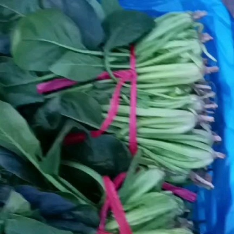 精品河北香菜大量上市，产地直供欢迎咨询选购