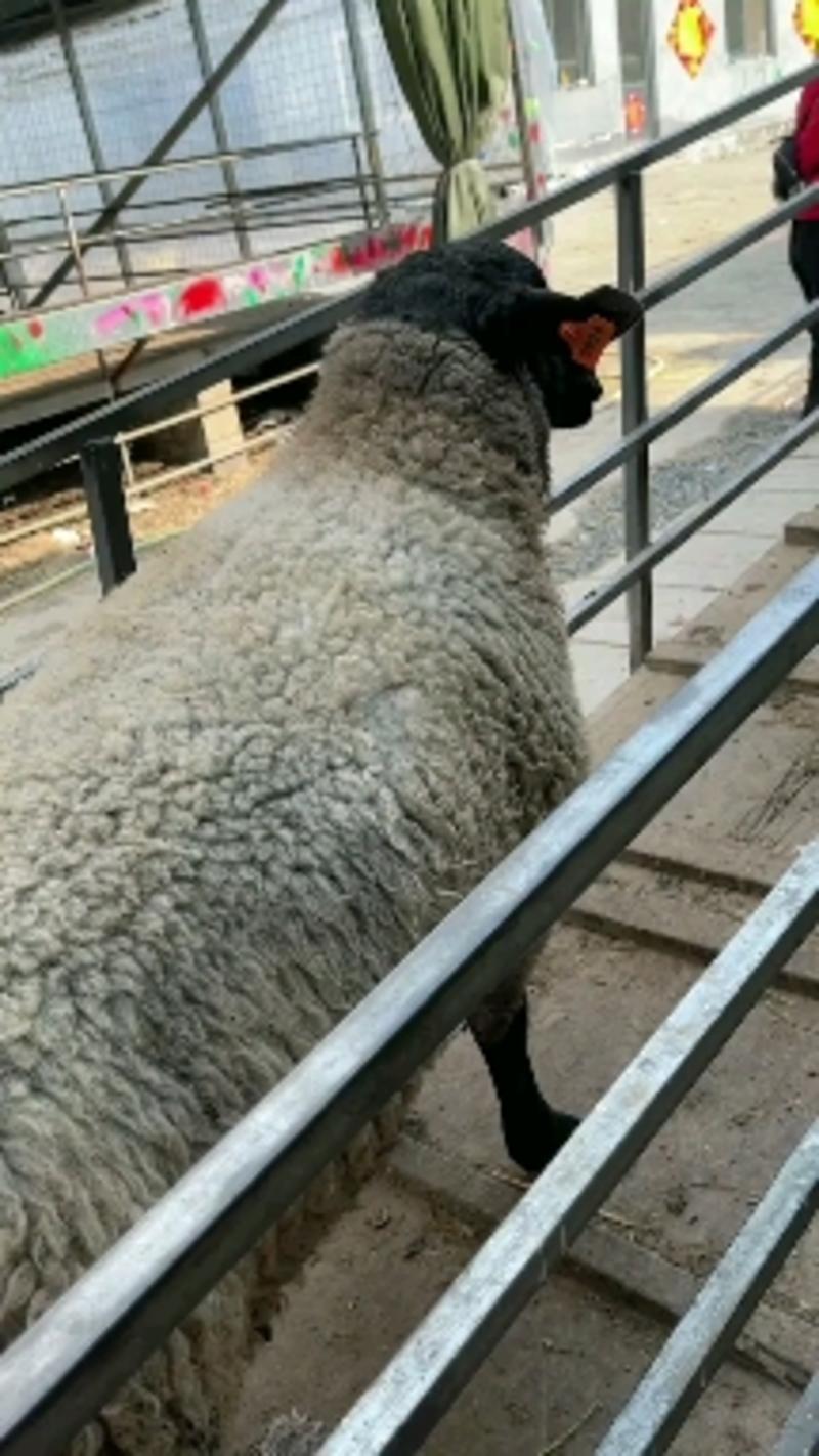 精品萨福克种公羊，长身腰大体型，长势快，出肉率高。