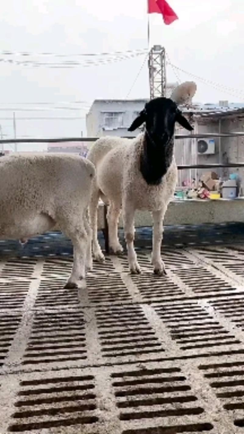 精品萨福克种公羊，长身腰大体型，长势快，出肉率高。