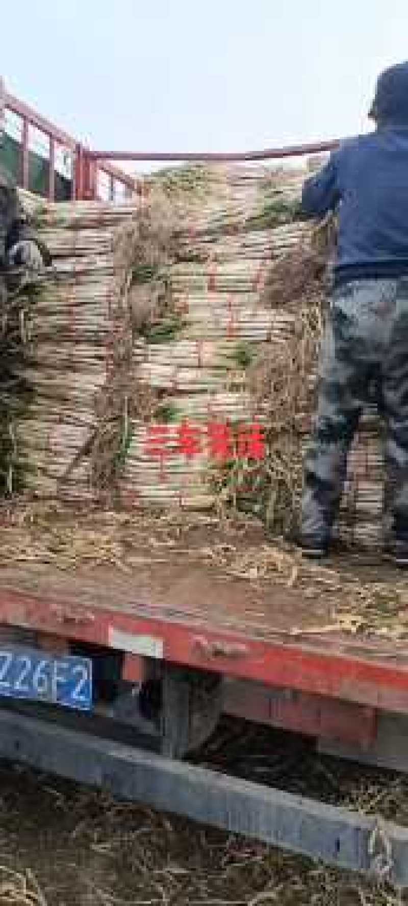 【常年出售】章丘区长白大葱，质量求生存，信誉求发展