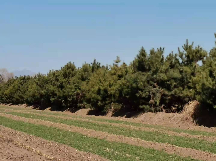 25公分造型油松基地实景图