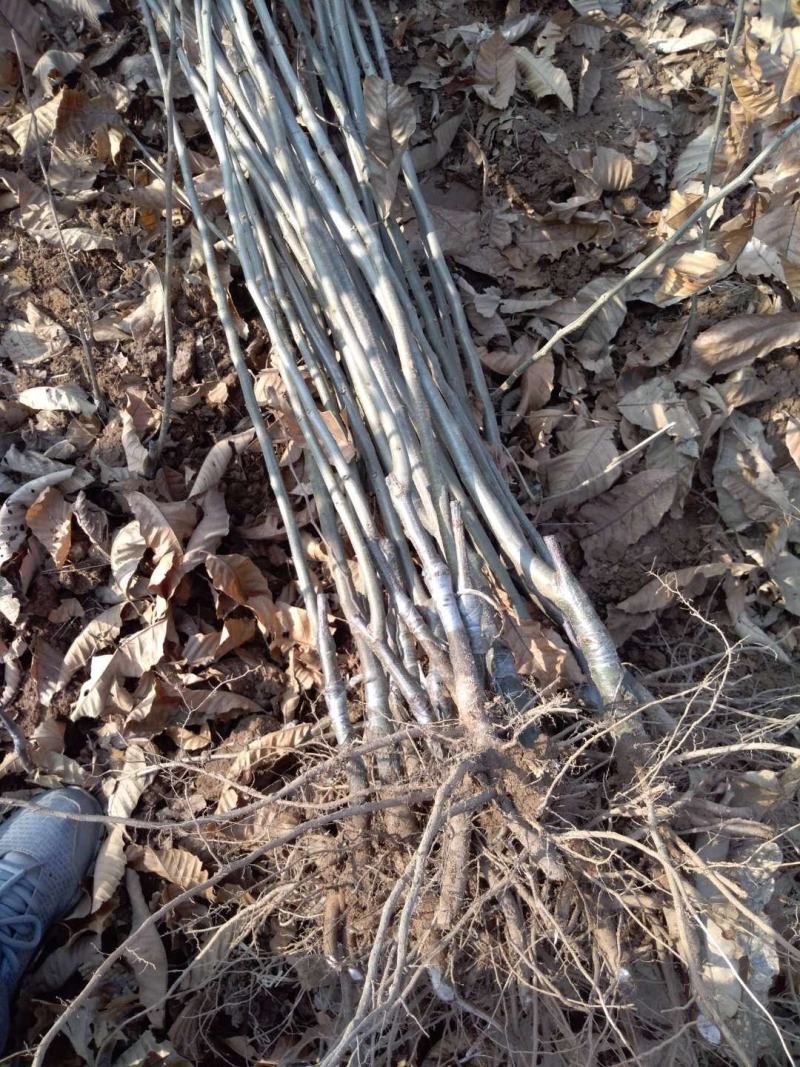 优质确山油栗，板栗苗80cm-3米，粗度1-3公分