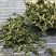 葎草,道地药材,质优价实,品质保证,药典标准,一公斤起批
