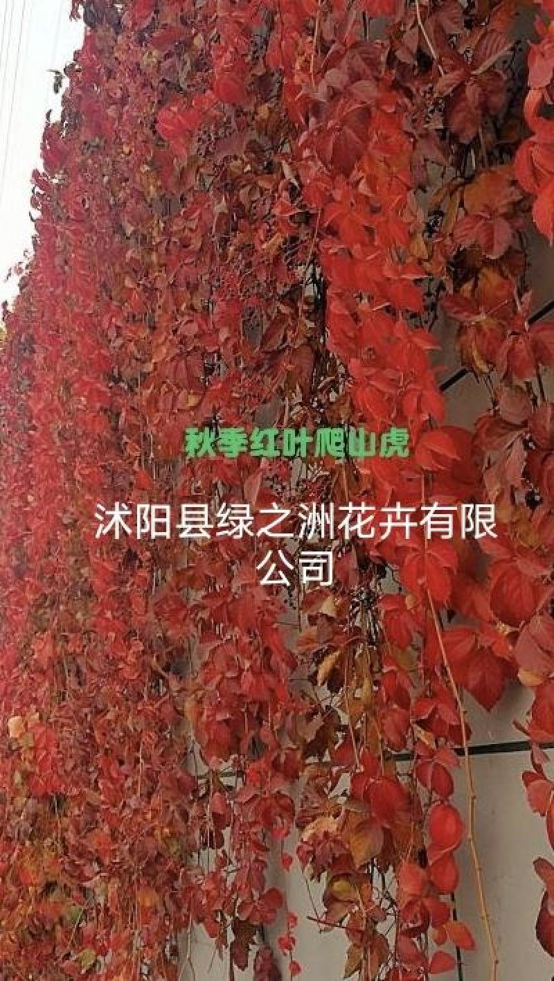 爬山虎扦插苗今年什么价格三叶爬山虎五叶爬山虎苗
