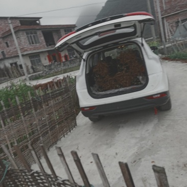 山苍籽树苗