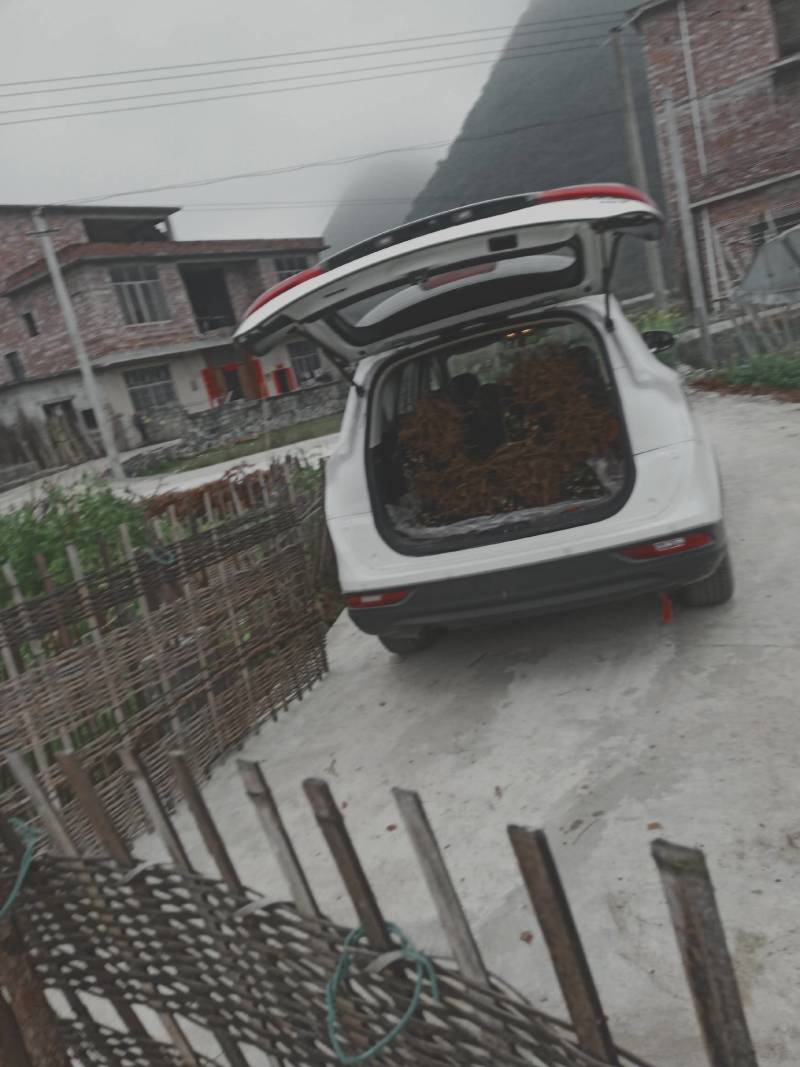 山苍籽树苗