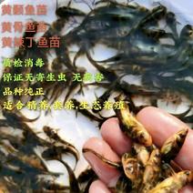 黄骨鱼(黄颡，黄辣丁)黑鱼，合作养殖，送饲料，包技术