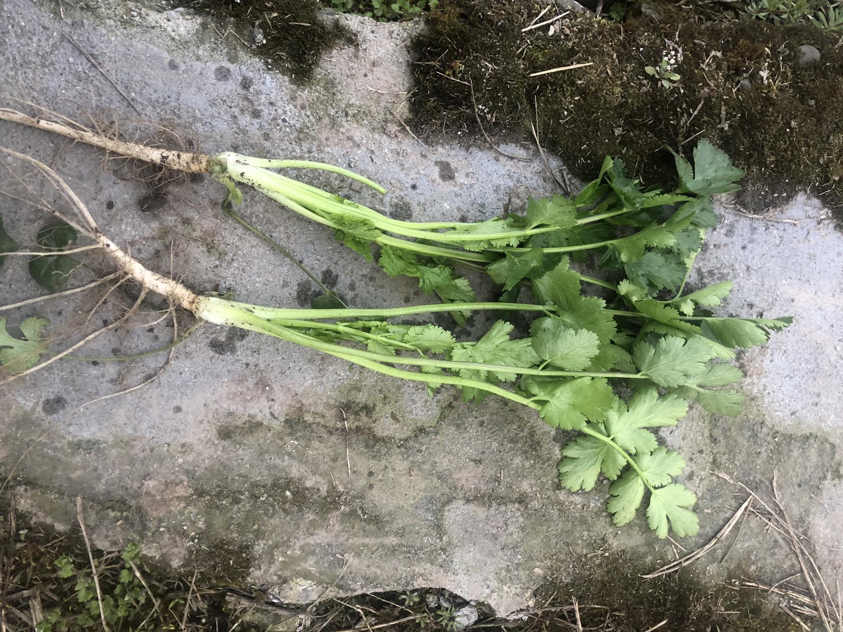 大叶香菜与野生香菜对比图